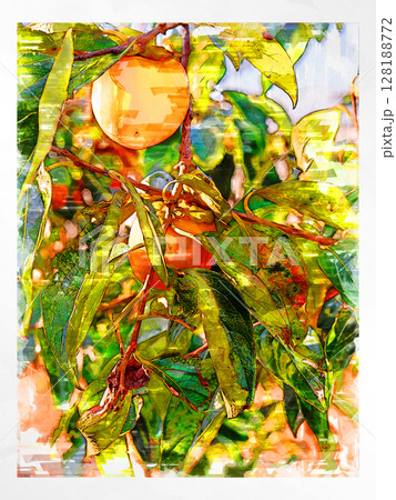 イラスト 柿 渋柿  秋の味覚 日本の柿 国産 フレッシュ 爽やか 収穫 農家 手作り 田舎 128188772