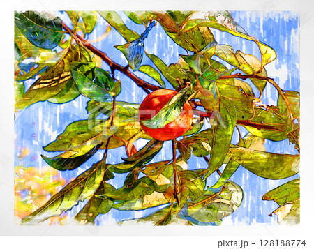 イラスト 柿 渋柿  秋の味覚 日本の柿 国産 フレッシュ 爽やか 収穫 農家 手作り 田舎 128188774