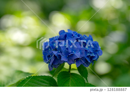 初夏のアジサイ、カルデンゲナート 128188887