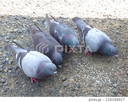 米粒をついばむハト 128188927
