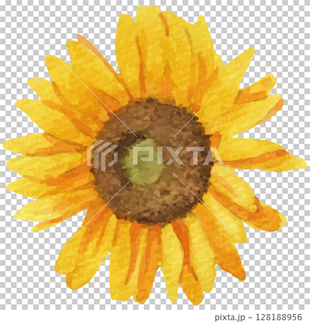透明水彩で描いた向日葵の頭のイラスト（ベクター素材）1 128188956