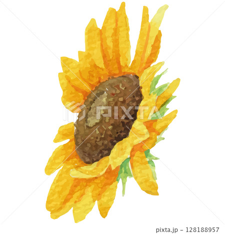 透明水彩で描いた向日葵の頭のイラスト（ベクター素材）2 128188957