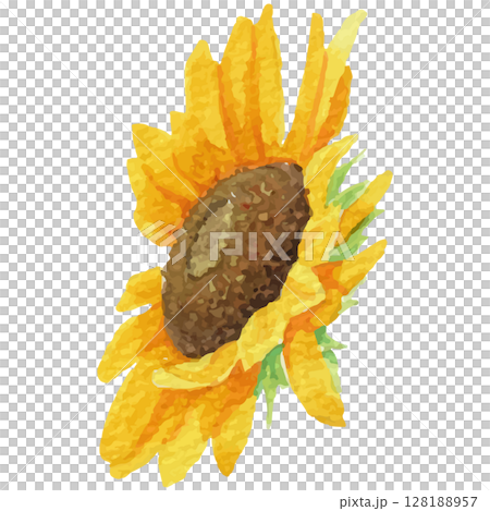透明水彩で描いた向日葵の頭のイラスト（ベクター素材）2 128188957