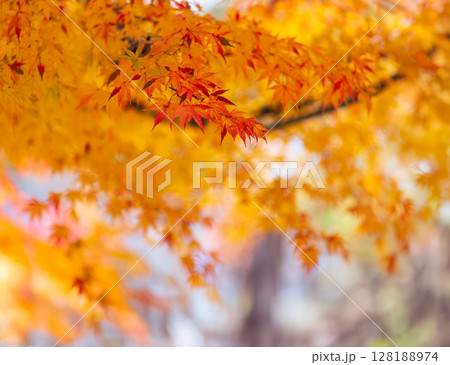 Red leaves (maple trees) and yellow leaves (ginkgo trees) in autumn season near Kyoto, Japan. Red leaves (maple trees) and yellow leaves (ginkgo trees) in autumn season near Kyoto, Japan. 128188974