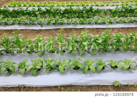 Farmers useplastic films for keep soil moisture and weed control in vegetable garden. 128188978