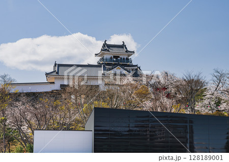 浜松市の浜松城と桜の風景(静岡県) 128189001