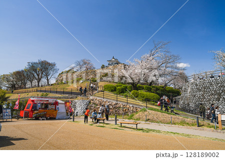 浜松市の浜松城と桜の風景(静岡県) 浜松市の浜松城と桜の風景(静岡県) 128189002