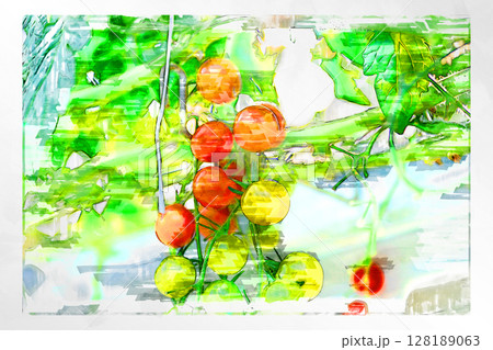 イラスト イラスト風 トマト プチトマト ミニトマト フルーツトマト 手作り ビニールハウス  128189063