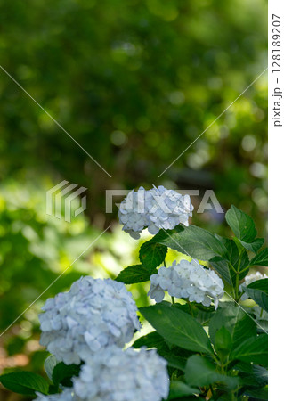 初夏の紫陽花、スールテレーズ 128189207