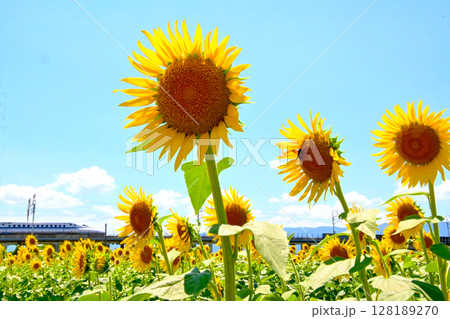 満開のひまわり畑と新幹線 満開のひまわり畑と新幹線 128189270