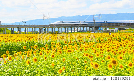 満開のひまわり畑と新幹線 128189291