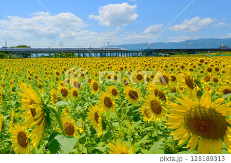 満開のひまわり畑と新幹線 128189313