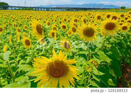 満開のひまわり畑と新幹線 128189315