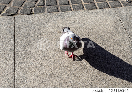 Common pigeon stands on a textured concrete sidewalk under bright sunlight, casting a long shadow, embodying urban wildlife and everyday city street life 128189349
