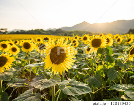 夏の夕方の満開の向日葵畑　香川県のまんのう町 128189420