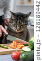 Domestic tabby cat intently watches human hands cutting fresh vegetables for a meal. 128189442