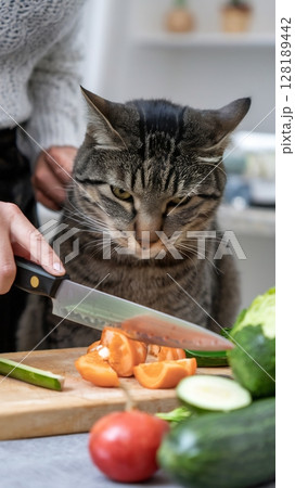 Domestic tabby cat intently watches human hands cutting fresh vegetables for a meal. 128189442
