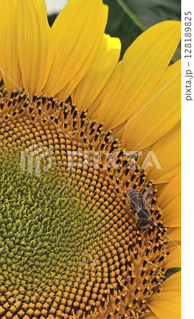 Bright yellow sunflower and a bee sitting on it 128189825
