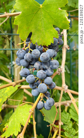 Bransh with bunch of dark ripening grapes, close-up Bransh with bunch of dark ripening grapes, close-up 128189827