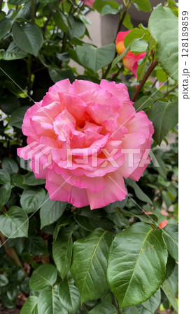 A large pink blooming fragrant rose surrounded by green leaves in a summer garden. 128189859