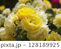ばら 128189925