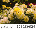 ばら 128189926