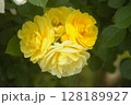 ばら 128189927