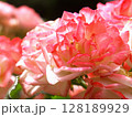 ばら 128189929