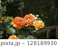 ばら 128189930