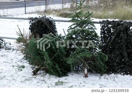 discarded Christmas trees in a snowy urban area, highlighting the aftermath of the holiday season and their journey to recycling 128189938