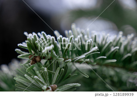 frost-covered pine needles in a close-up winter scene, showcasing the beauty of nature in cold weather 128189939