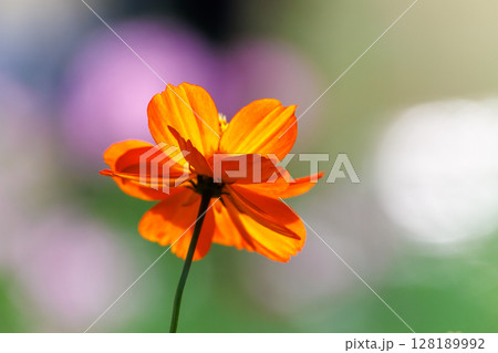 黄色いコスモスのある風景 128189992