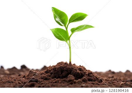Young plant on a white background 128190416