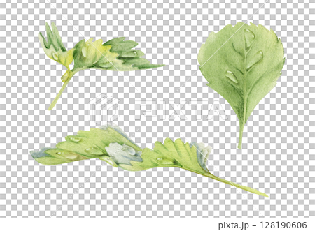 Serrated edge leaf in water dew drops. Flower bush tree herb. Strawberry damson wayfaring burnet parsley blackberry. Isolated hand drawn watercolor botanical illustration. Wedding florist, cosmetics 128190606