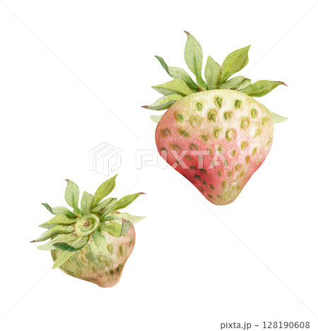 Strawberry ripe fruit with leaves crown receptacle hand drawn in watercolor, garden strasberry pineberry berry. Botanical isolated illustration. Home preserves cookbook, grocery store food closeup 128190608