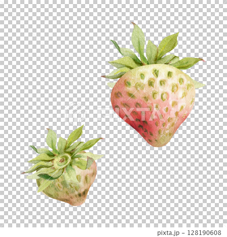 Strawberry ripe fruit with leaves crown receptacle hand drawn in watercolor, garden strasberry pineberry berry. Botanical isolated illustration. Home preserves cookbook, grocery store food closeup 128190608