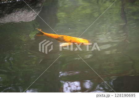 金色の鯉の泳ぐ池の水面の風景 金色の鯉の泳ぐ池の水面の風景 128190695