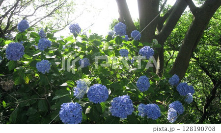 咲き誇る青い紫陽花 128190708