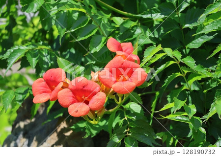 緑の葉の中にオレンジ色の花びらのノウゼンカズラの花の咲く風景 緑の葉の中にオレンジ色の花びらのノウゼンカズラの花の咲く風景 128190732