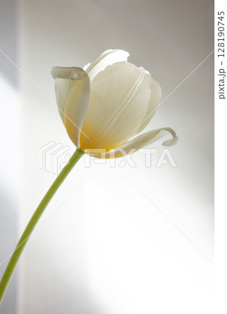 チューリップ A チューリップ A 128190745