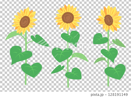 Sunflower illustration 128191149