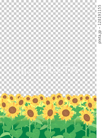 Sunflower field background frame vertical 128191155