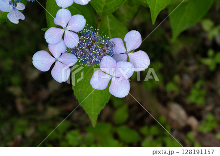 初夏の紫陽花、ブルーバード 初夏の紫陽花、ブルーバード 128191157
