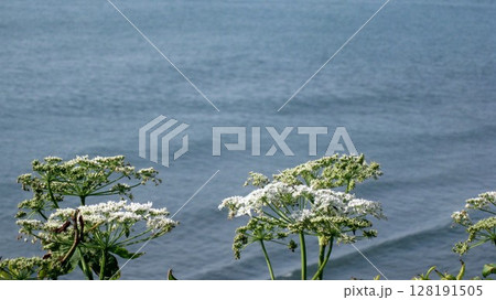 ハナウドの白い花と青い海 ハナウドの白い花と青い海 128191505