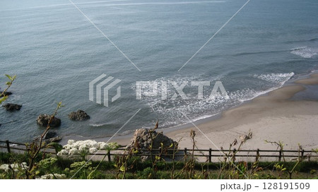 ハナウドの白い花と青い海 ハナウドの白い花と青い海 128191509