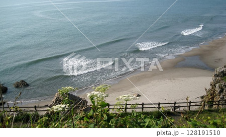 ハナウドの白い花と青い海 ハナウドの白い花と青い海 128191510