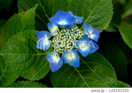 初夏の紫陽花。ロットケルヘン 128191550