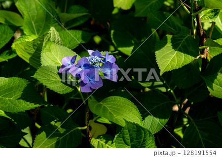 初夏の紫陽花。ロットケルヘン 128191554