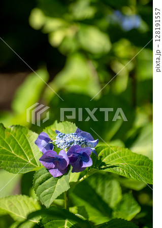 初夏の紫陽花。ロットケルヘン 128191557
