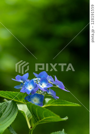 初夏の紫陽花。ロットケルヘン 128191559